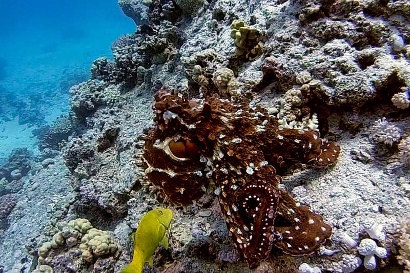 Meister der Tarnung: Ein dunkelbrauner Oktopus verschmilzt nahezu perfekt mit der Struktur des Korallenriffs, während ein kleiner, gelber Fisch im tiefblauen Wasser an ihm vorbeizieht.