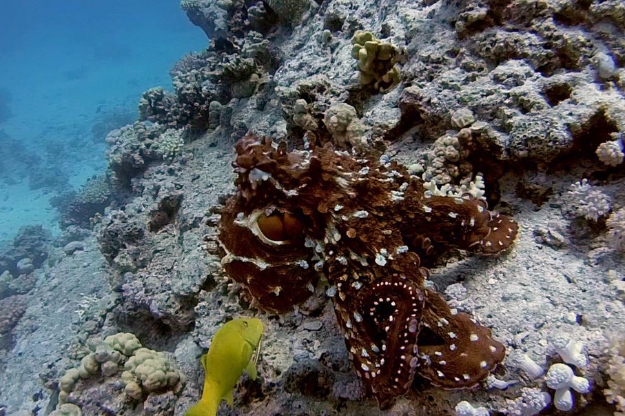 Ein Octopus schwimmt gem&auml;chlich durch das klare, t&uuml;rkisfarbene Wasser des Meeres, neben im ein gelber Fisch.